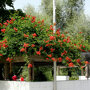 Campsis tagliabuana 'Madame Galen'